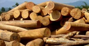 Top 7 cây lấy gỗ có giá trị kinh tế cao