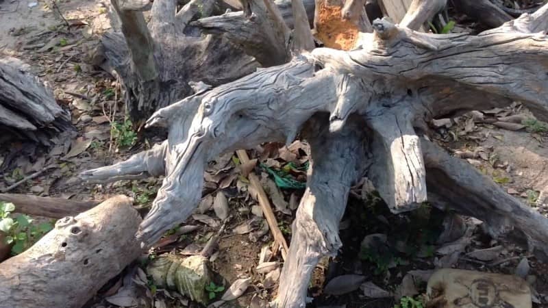 Gỗ quý hiếm có mùi thơm - Top các loại gỗ được săn đón