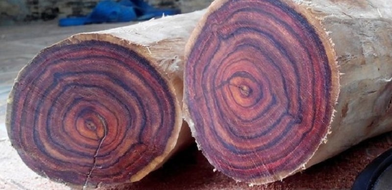 Những loại gỗ nổi bật trong gỗ quý nhóm 1